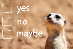 African suricate making decision