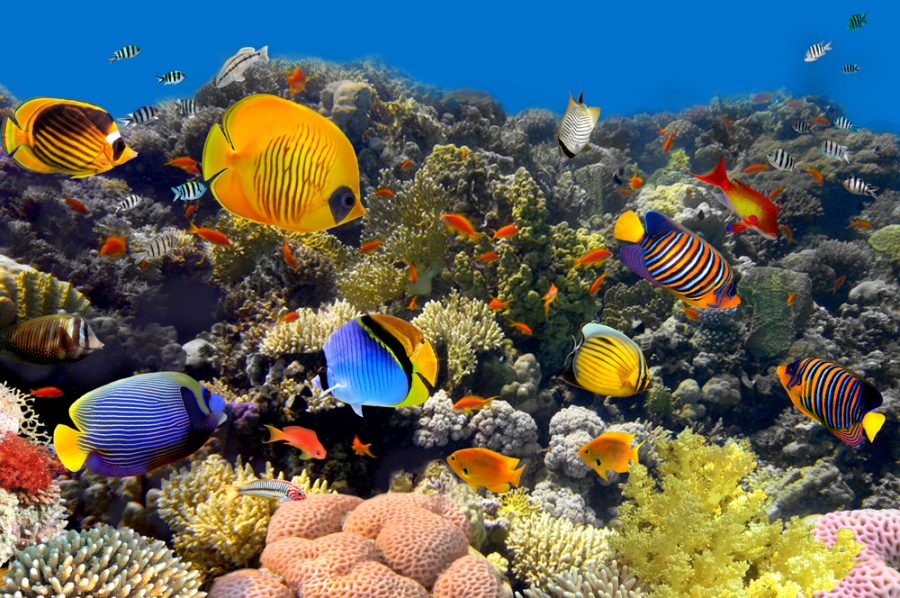 Accenture, Intel Use AI To Save Coral Reefs - RTInsights